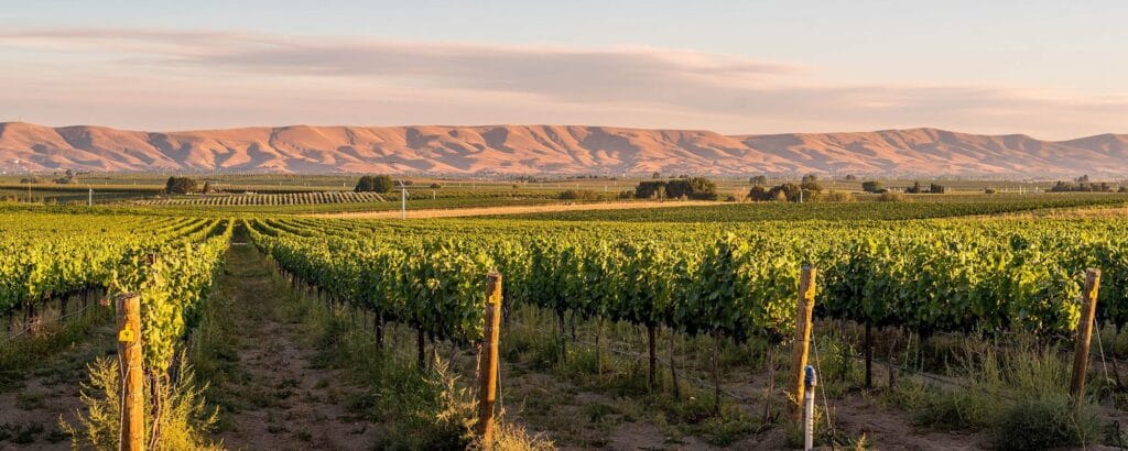 vineyard prosser