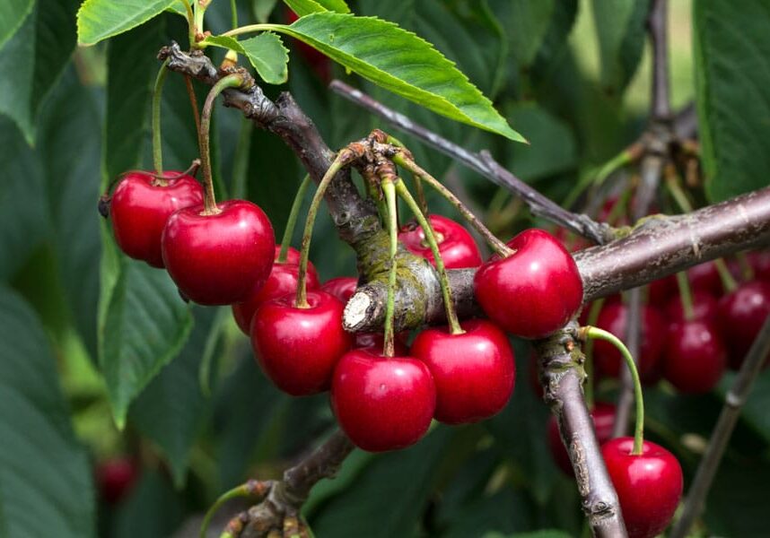 cherries growing on tree
