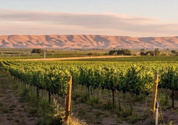vineyard prosser